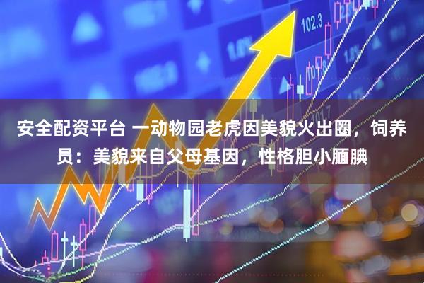 安全配资平台 一动物园老虎因美貌火出圈，饲养员：美貌来自父母基因，性格胆小腼腆